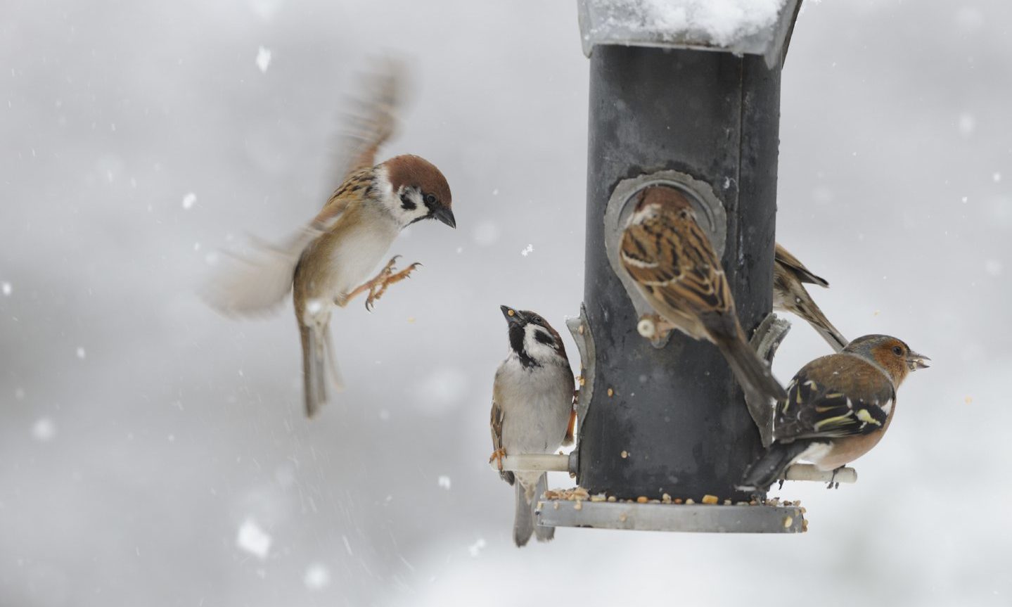We can all give Scotland's wildlife a helping hand - Vimarsana News