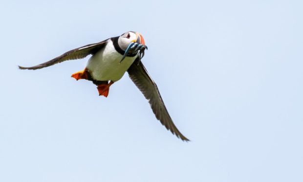 A puffin on the