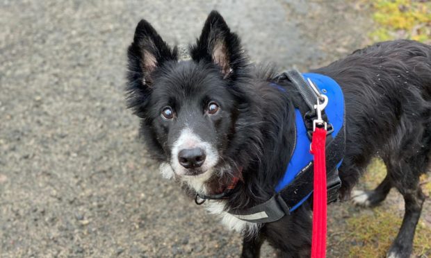 Collie cross Hendrix.