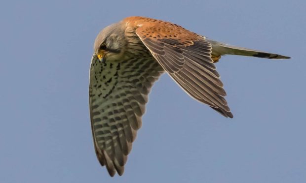Kestrels are doing well in Highland Perthshire
