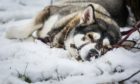 Malamutes were bred as sled dogs, so Jasmine was right at home in the snow.