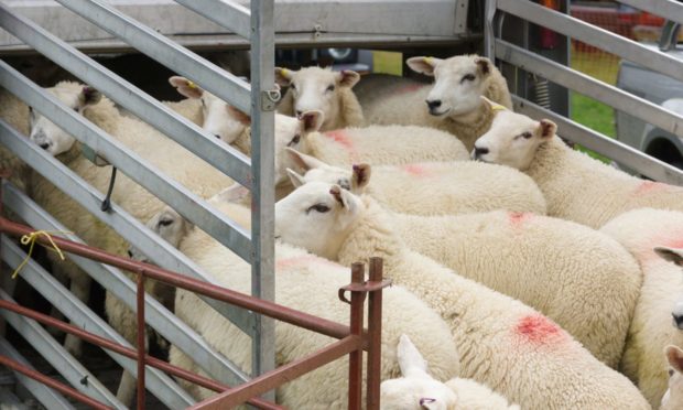 Almost 40% of Scottish sheep are not meeting market specifications.