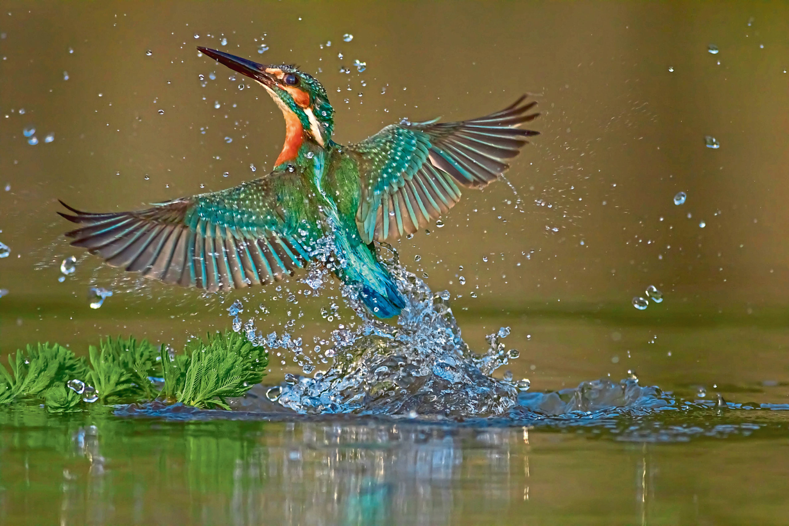 NATURE WATCH: The river halcyon - The Courier - Vimarsana News