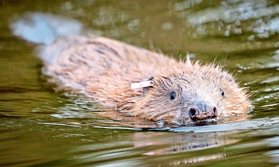 A beaver in a Scottish river.