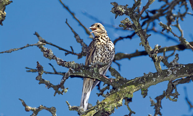 Hope springs as an adult mistle thrush sings.