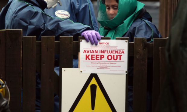 Unprecedented numbers of sea birds have been affecte in Angus during the latest bird flu outbreak