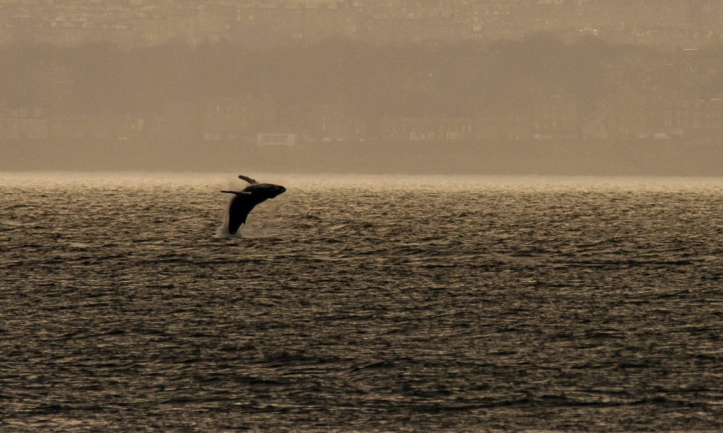 Forth humpback whale captured on other side of Scotland in spectacular footage - Vimarsana News