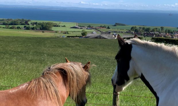 The horses live at Largo Law.