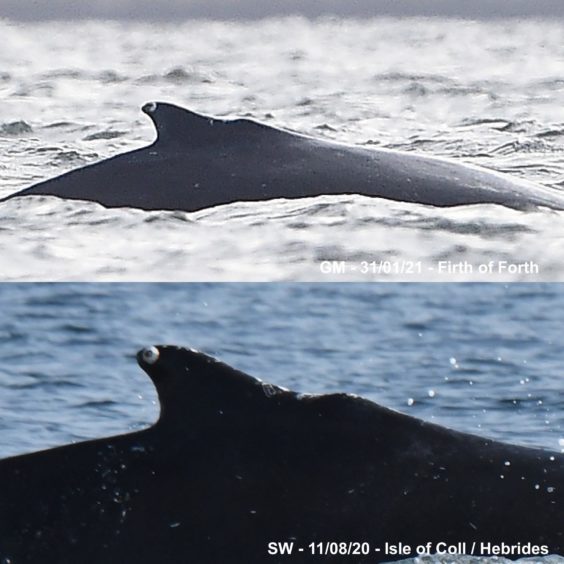 A whale spotted in the Forth is the same animal which visited the west coast of Scotland last year. 