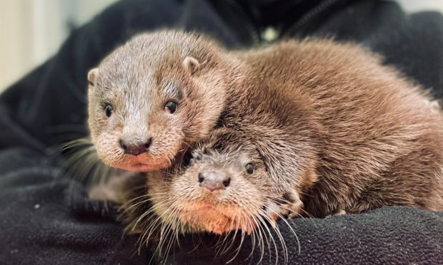 Inver and Forth, the otter cubs rescued in Inverkeithing.