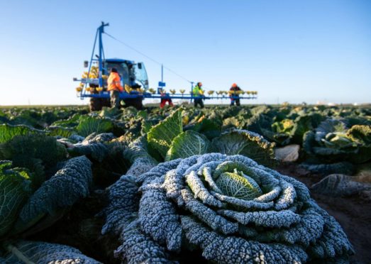 The horticulture sector was the first to vote on the future of the AHDB levy.