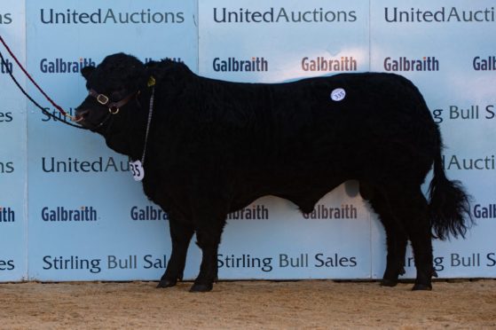 Cairness Paavo topped the sale at 11,000gn.