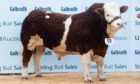 Pistyll Kingsman, a 19-month-old bull from the Francis family made 26,000gns.