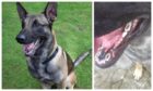 Sabre, a two-year-old Belgian Malinois, was bought from the Glenalmond puppy farm from by an unsuspecting couple last July.