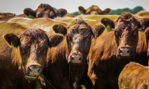 A lack of magnesium means cows can be at greater risk of grass staggers.