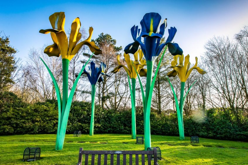 Photo shows large, colourful Iris sculptures on a roundabout in Glenrothes.