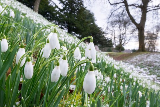 Enjoy Courier Country's snowdrops both indoors and outdoors