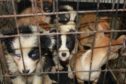 Puppies seized by the Scottish SPCA Special Investigations Unit.