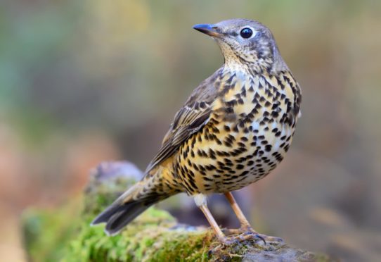 Mistle thrush. Shutterstock