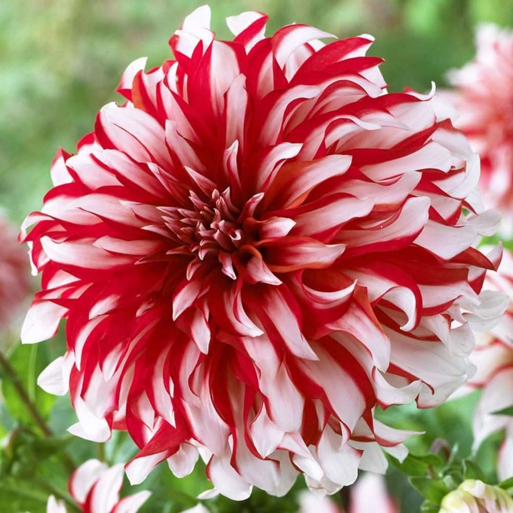 dahlia