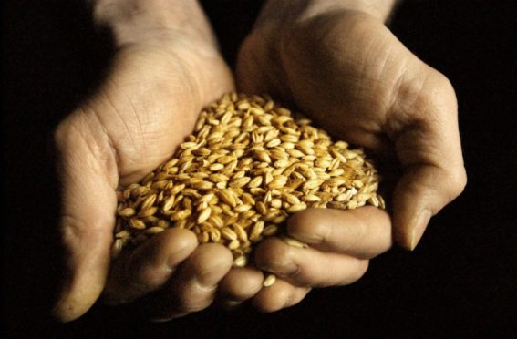 Barley - essential to Scottish agriculture and whisky.