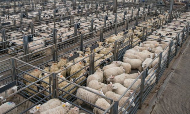 Sheep farmers are enjoying strong trade for their stock, according to QMS.