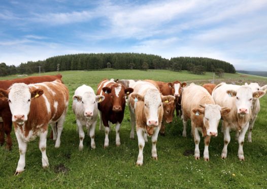 Farmers are asked to look for signs of lead in fields before spring turnout.