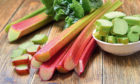 Rhubarb on wooden table. Fresh rhubarb on white bowl.; Shutterstock ID 1007404435; 28bed839-e333-4f0a-8110-c1bf5df1049d