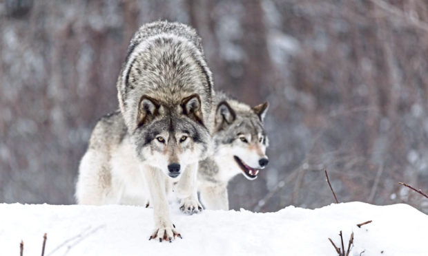 Timber wolf in a winter scene