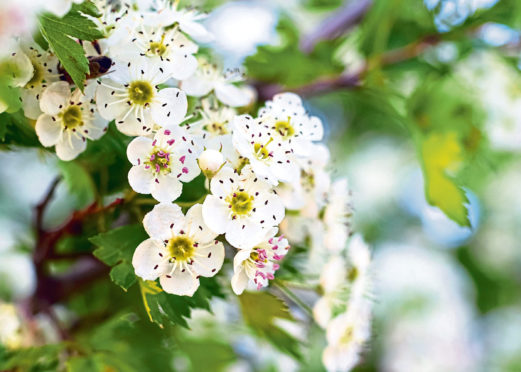 Hawthorn blossoms.