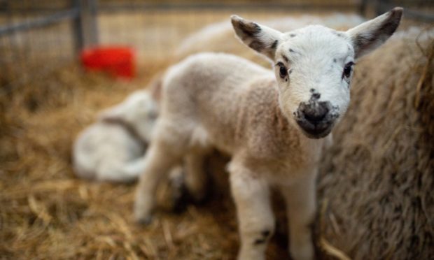 A newborn Spring Lamb at Moreton Morrell College in Warwickshire.