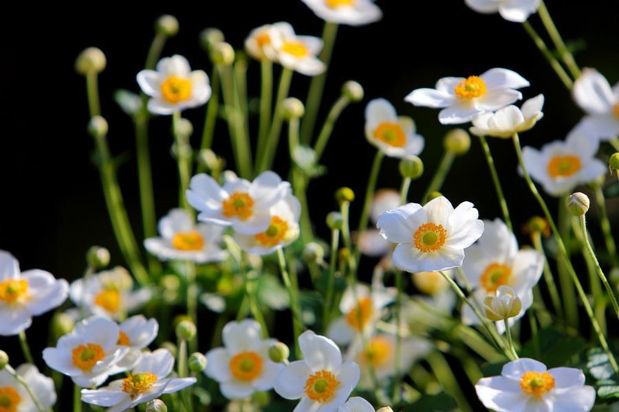 Anemone Honorine Jobert