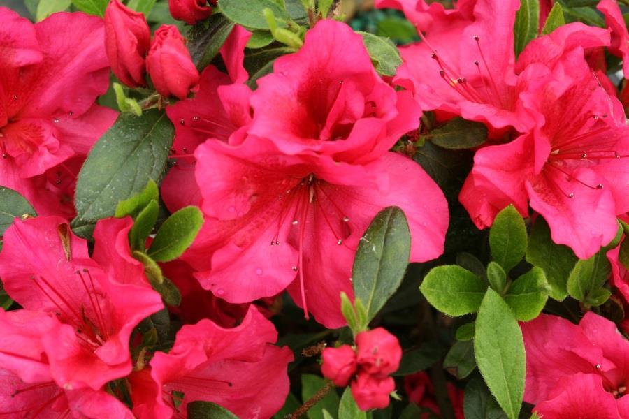 Azalea Bloom Champion Red