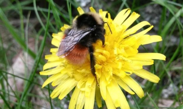 New bee species recorded by expert Anthony McCluskey at Ben Lawers