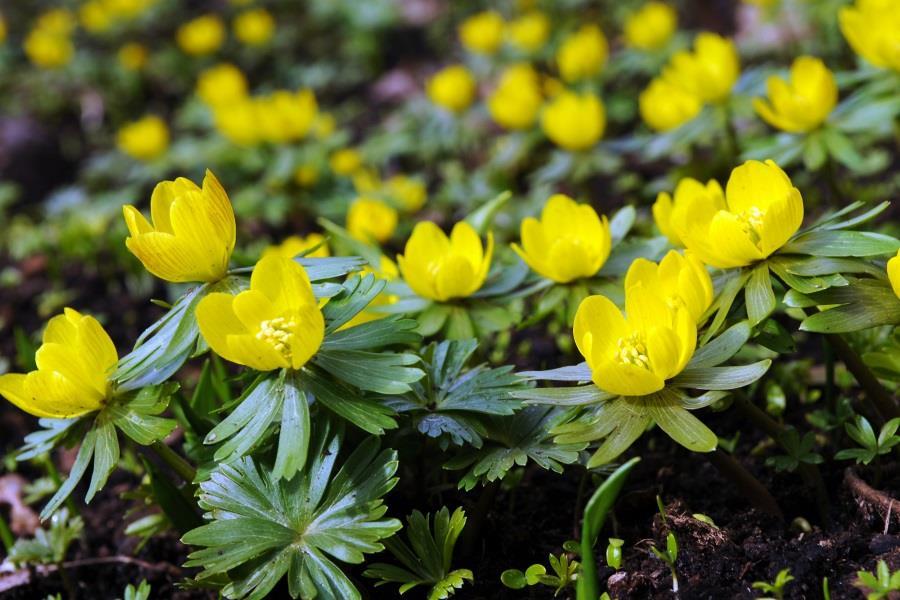 Eranthis Hyemalis
