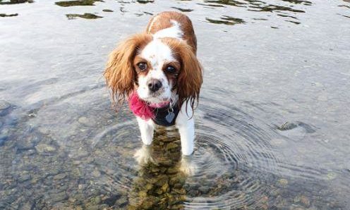 Stella, the King Charles Spaniel who was attacked by two dogs in Finlathen Park.