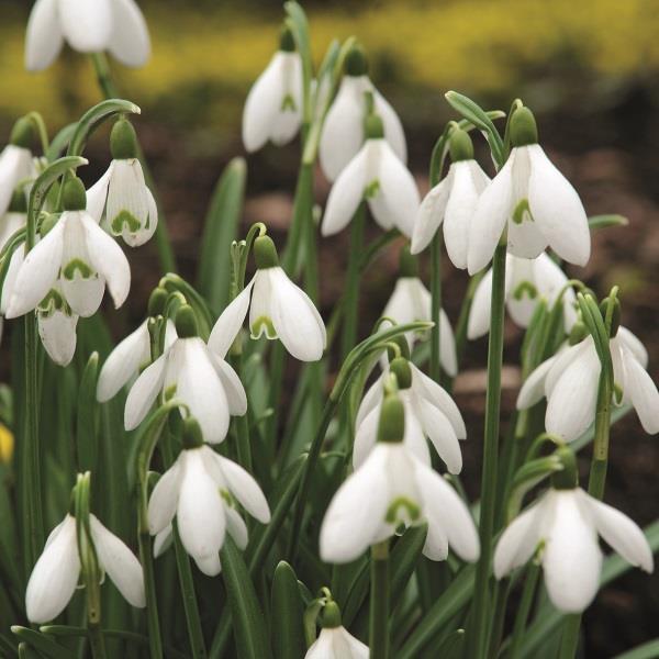 Galanthus Nivalis