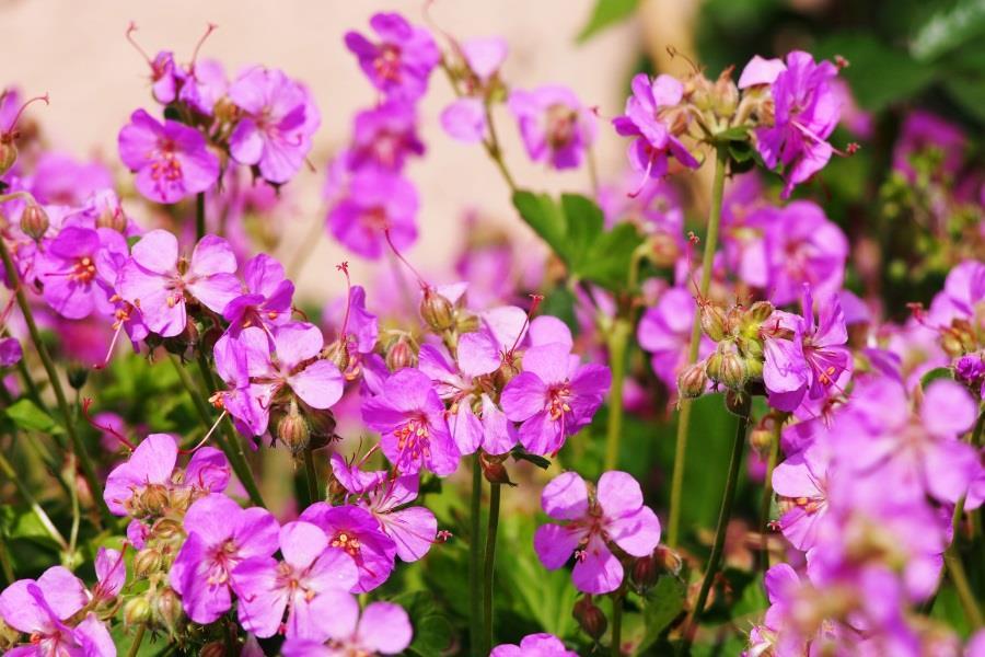 Geranium Cambridge