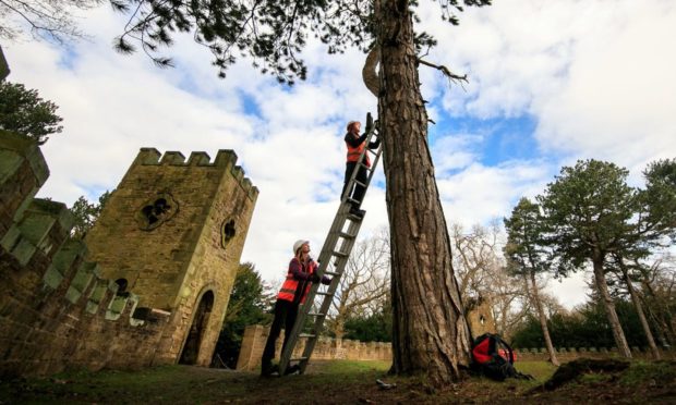 Ecologist Robert Bell installing a bat box in the grounds of Stainborough Castle, an 18th-century folly at Wentworth Castle Garden near Barnsley.