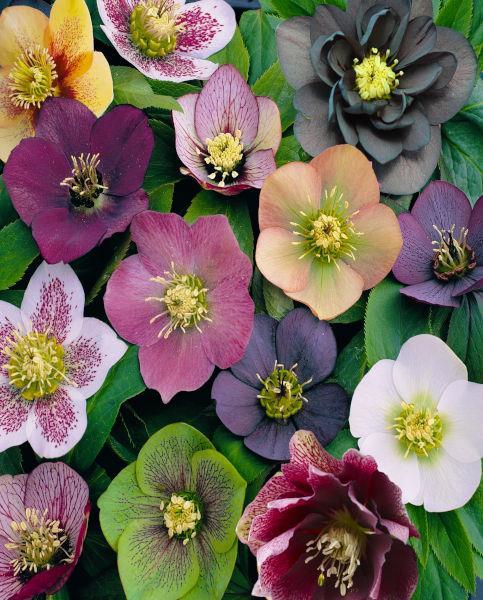 Helleborus orientalis