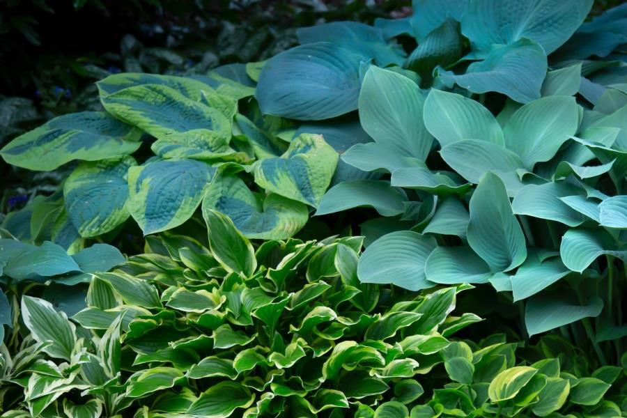 Hosta.