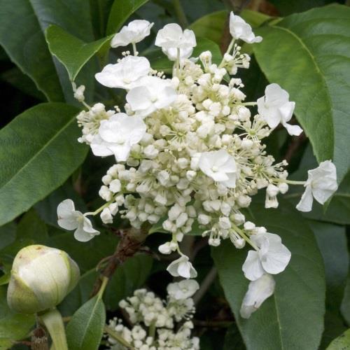 Hydrangea Seemannii