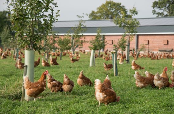 Poultry and captive birds will be allowed outdoors again from March 31.