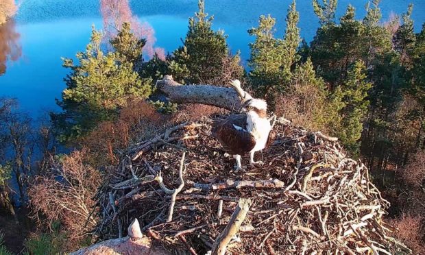 Osprey LM12 at Loch of the Lowes.