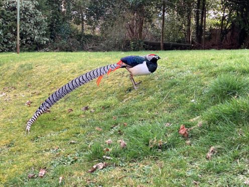 Student, Sophie Pearson, said the exotic bird stayed in the garden for around 20 minutes.