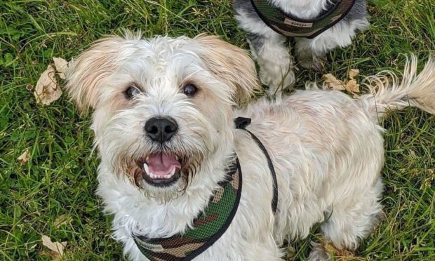 Tayside Dogs has set up a dog foodbank in Dundee.

Cross miniature schnauzer Shih Tzu Barney.