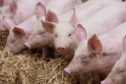 Pig farmers are facing price cuts and a delay in getting animals to slaughter due to staff shortages at processing plants.