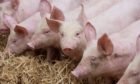 Pig farmers are facing price cuts and a delay in getting animals to slaughter due to staff shortages at processing plants.