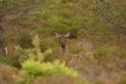 The Scottish Gamekeepers Association is against changes to the cull season for female deer.