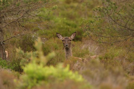 The Scottish Gamekeepers Association is against changes to the cull season for female deer.